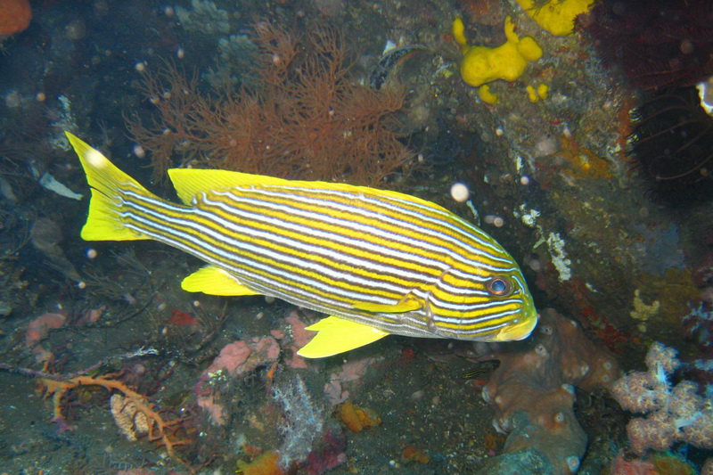 Indonesia, Bali, Tulamben