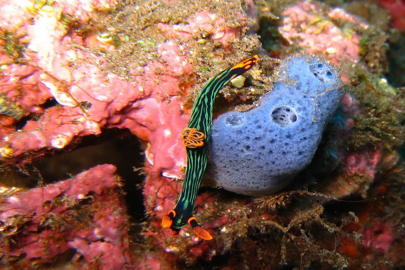 Indonesia, Bali, Tulamben