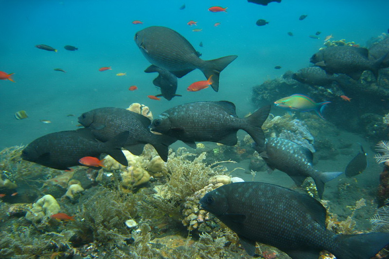 Indonesia, Bali, Tulamben