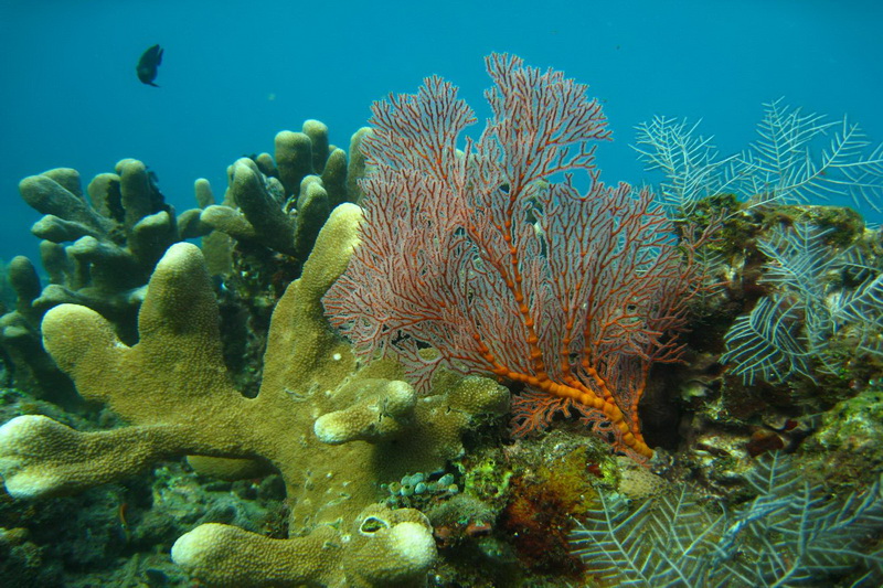 Indonesia, Bali, Tulamben