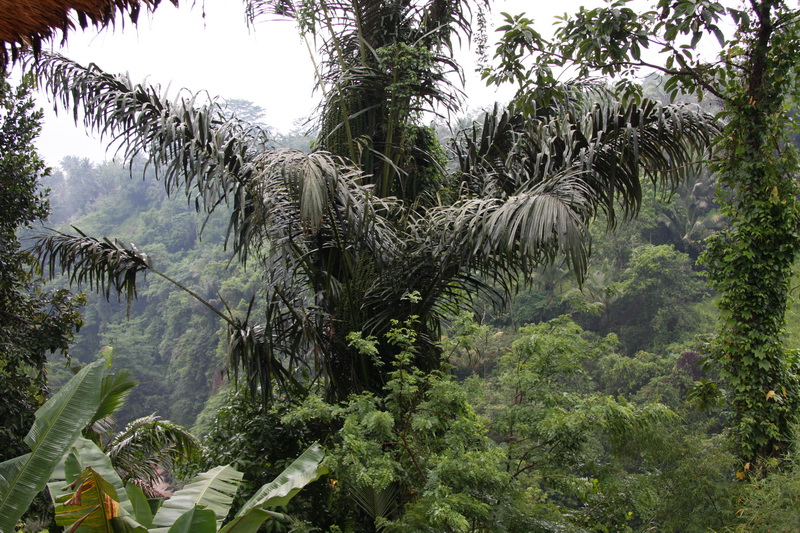 Indonesia, Bali, Ubud