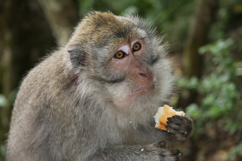 Indonesia, Bali, Ubud