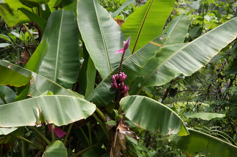 Indonesia, Bali, Ubud