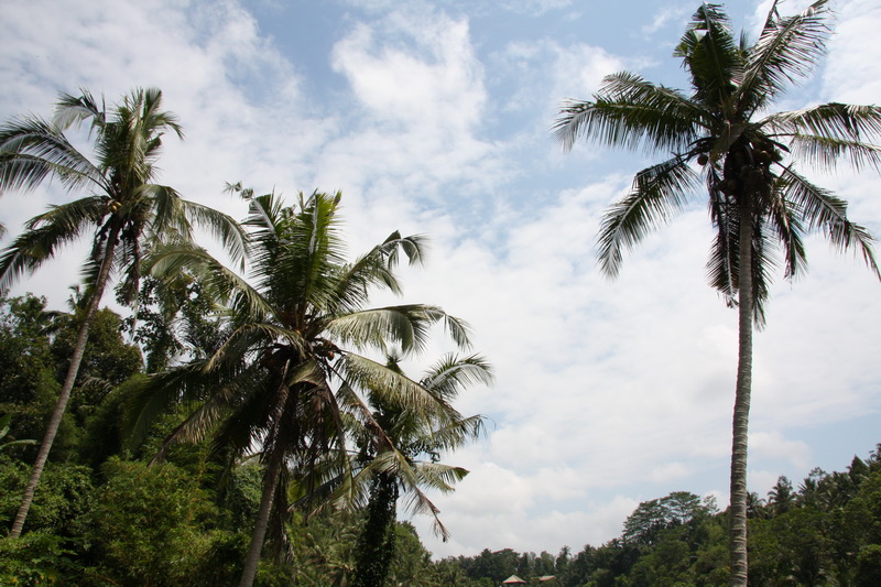 Indonesia, Bali, Ubud