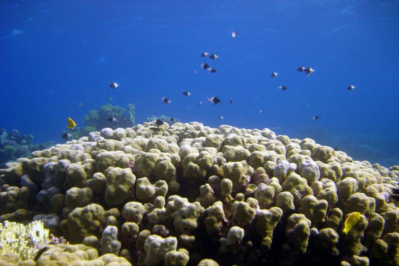 Egypt, Dahab