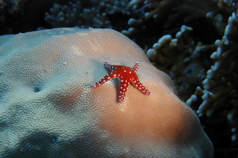Egypt, Dahab