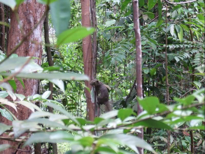 Singapore, Bukit Timah