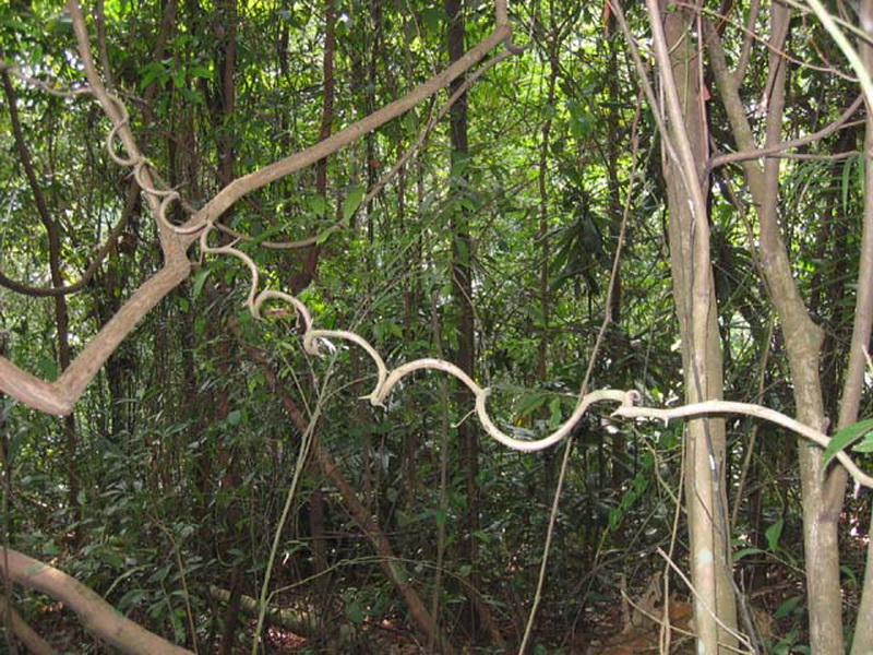 Singapore, Bukit Timah