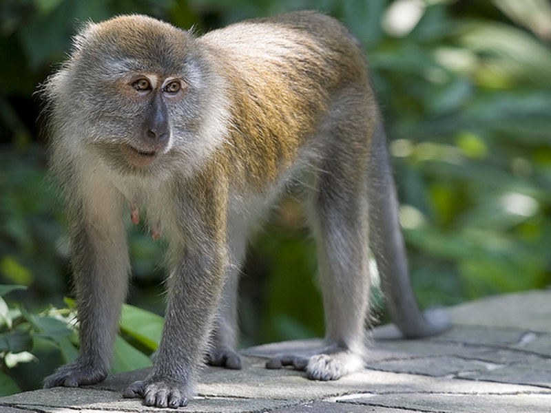 Singapore, Bukit Timah