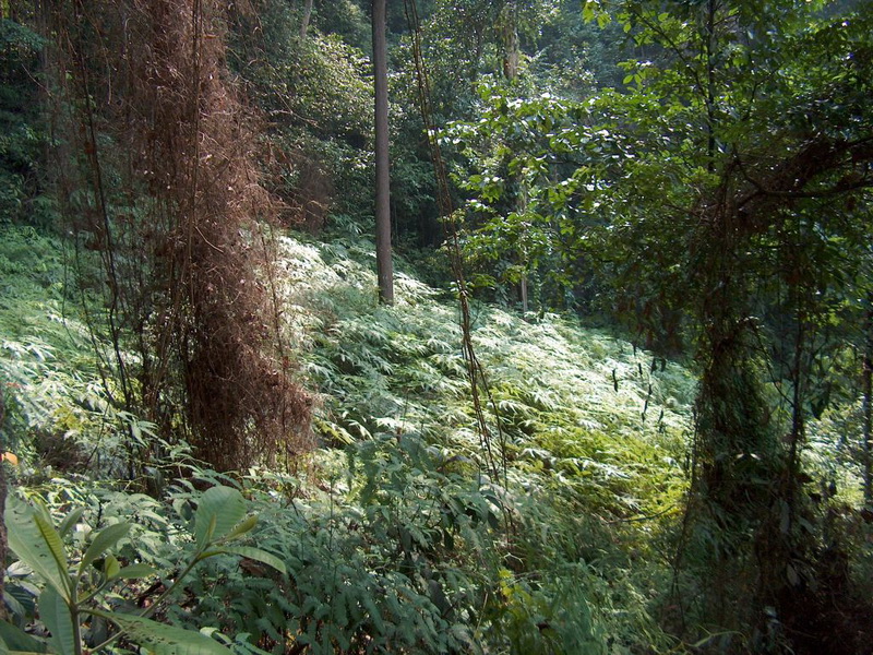 Singapore, Bukit Timah