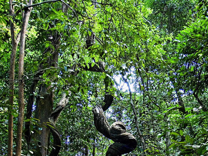 Singapore, Bukit Timah