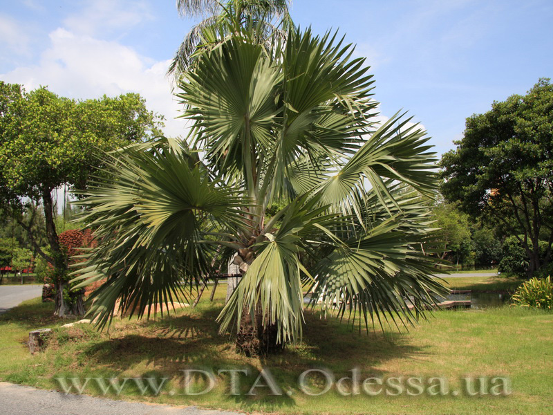 Thailand, Bangkok, Muang Boran - Ancient City