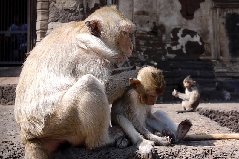 Thailand, Lopburi