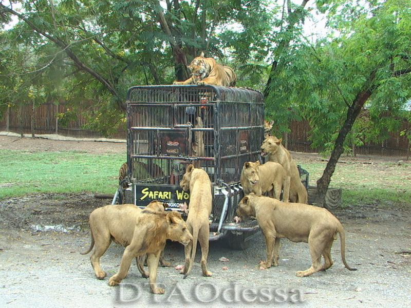 Thailand, Bangkok, Safari World