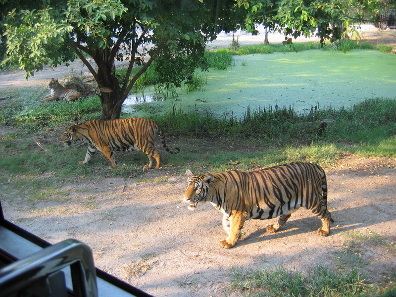 Thailand, Bangkok, Safari World