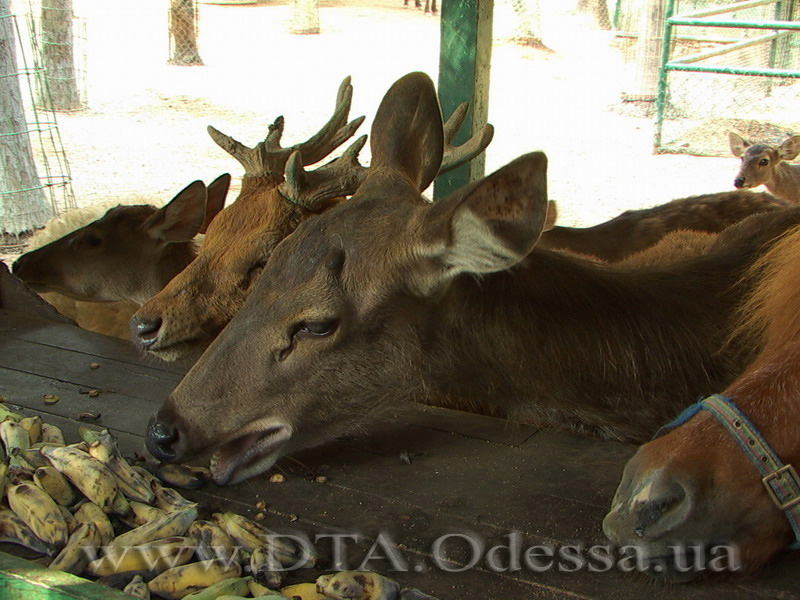 Thailand, Pattaya, Nong Nuch