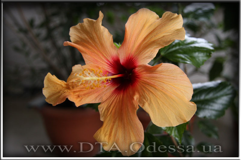 Hibiscus 'Unknown Hibrid'