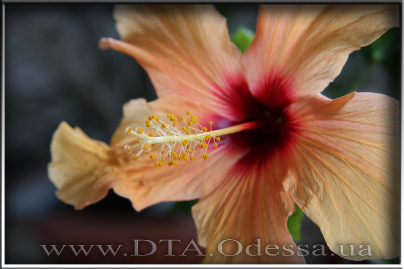 Hibiscus 'Unknown Hibrid'