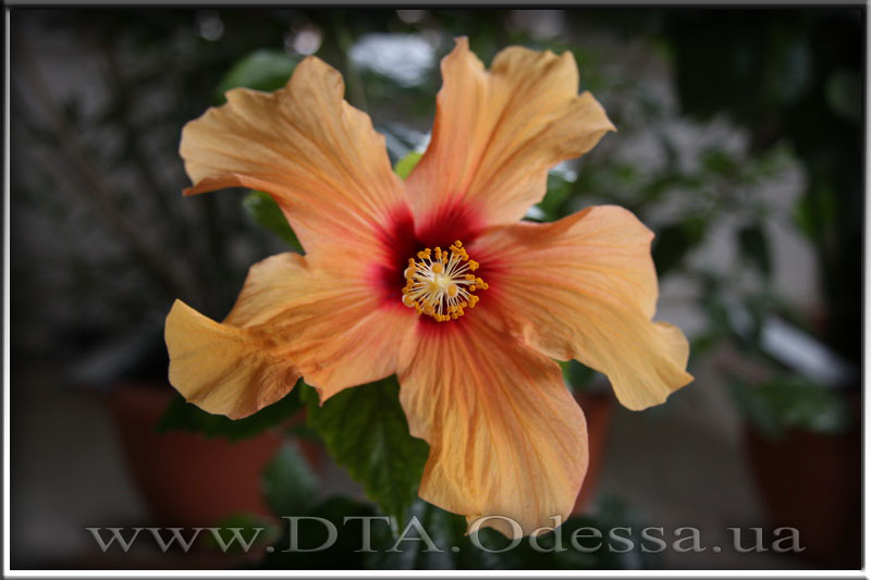 Hibiscus 'Unknown Hibrid'