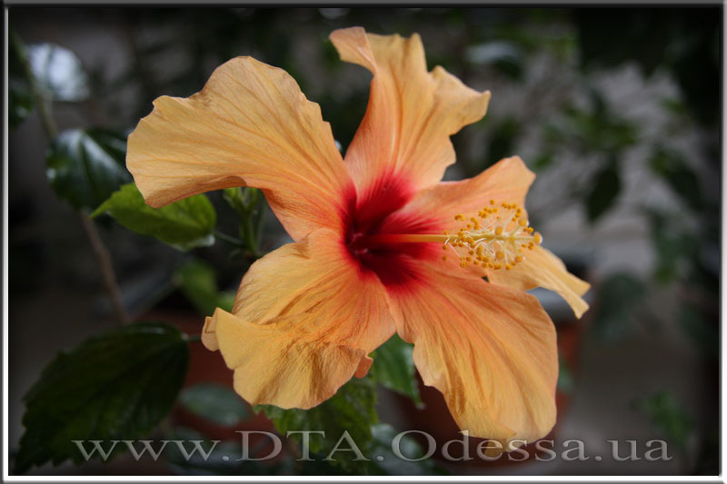 Hibiscus 'Unknown Hibrid'