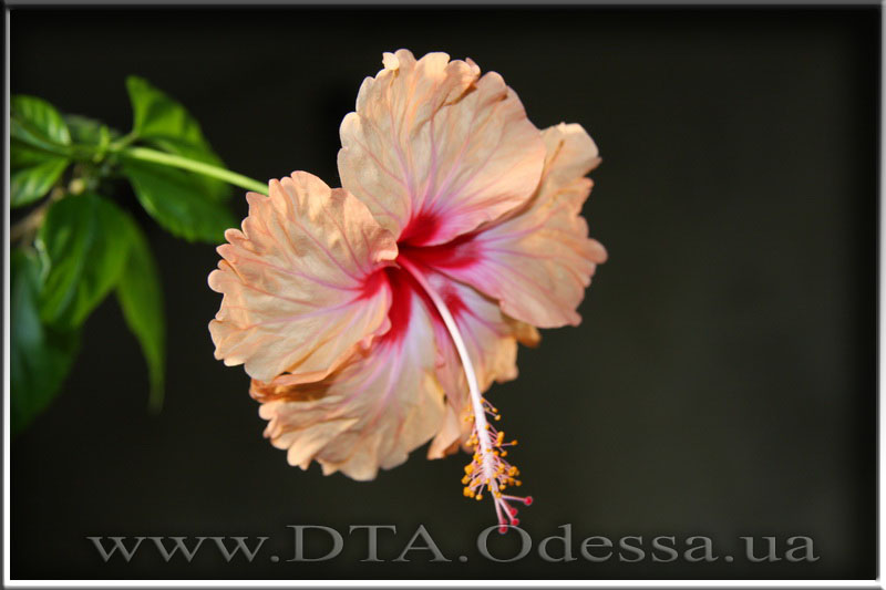 Hibiscus 'Antilles Saumon'