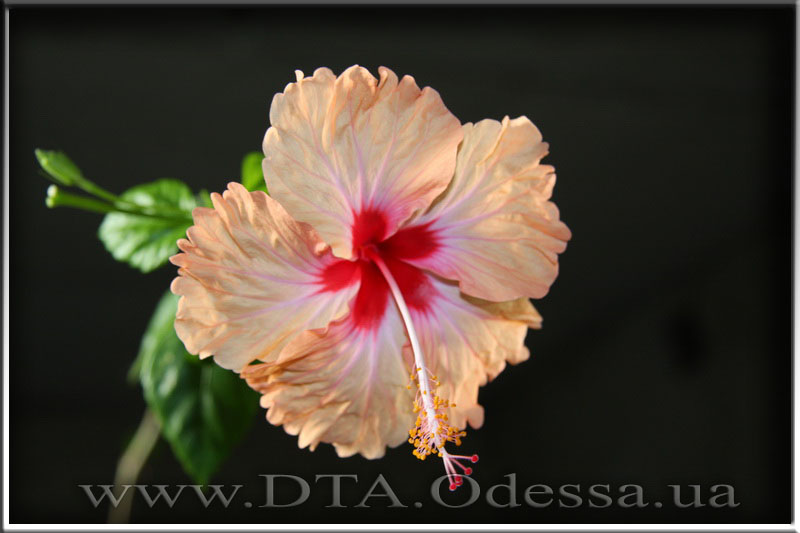 Hibiscus 'Antilles Saumon'