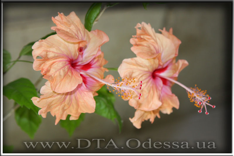 Hibiscus 'Antilles Saumon'