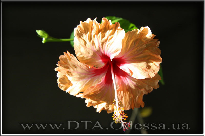 Hibiscus 'Antilles Saumon'