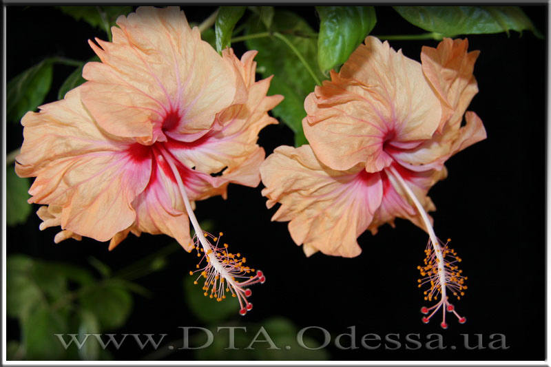 Hibiscus 'Antilles Saumon'