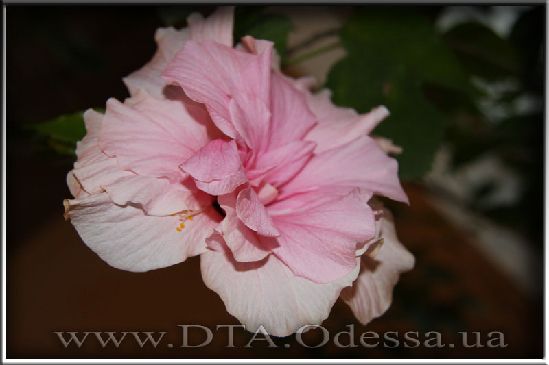 Hibiscus 'Unknown Hibrid'