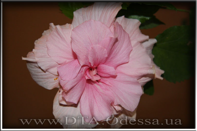 Hibiscus 'Unknown Hibrid'