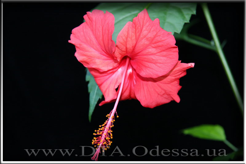 Hibiscus 'Unknown Hibrid'