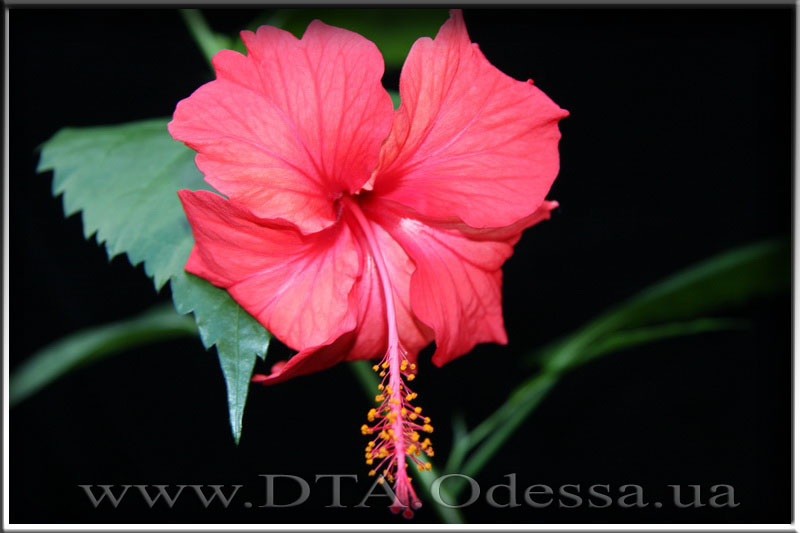 Hibiscus 'Unknown Hibrid'