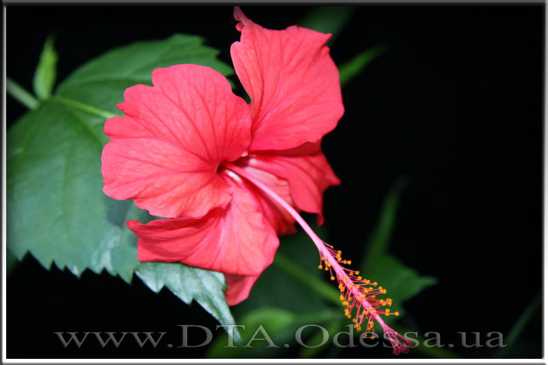 Hibiscus 'Unknown Hibrid'