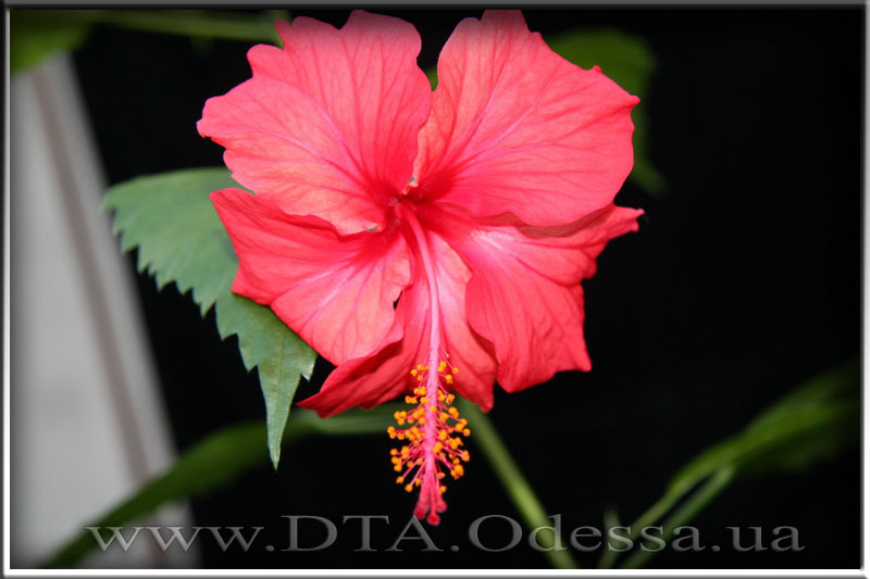 Hibiscus 'Unknown Hibrid'