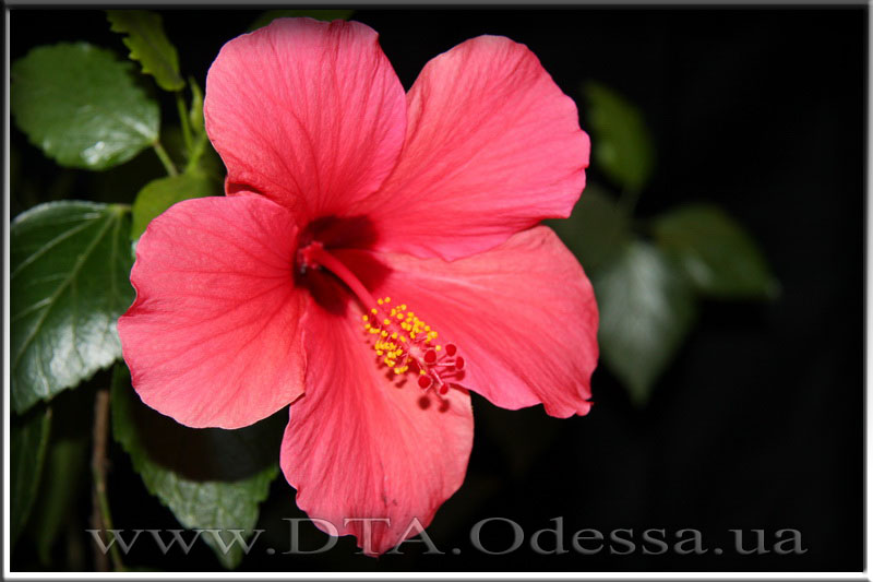 Hibiscus 'Unknown Hibrid'