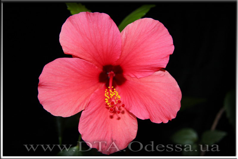 Hibiscus 'Unknown Hibrid'