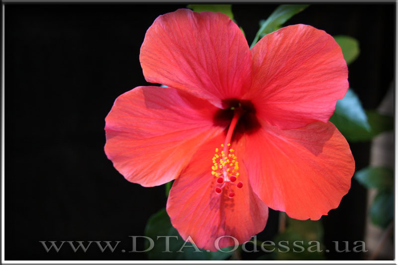 Hibiscus 'Unknown Hibrid'