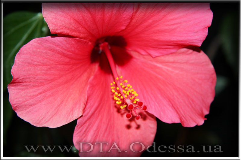 Hibiscus 'Unknown Hibrid'