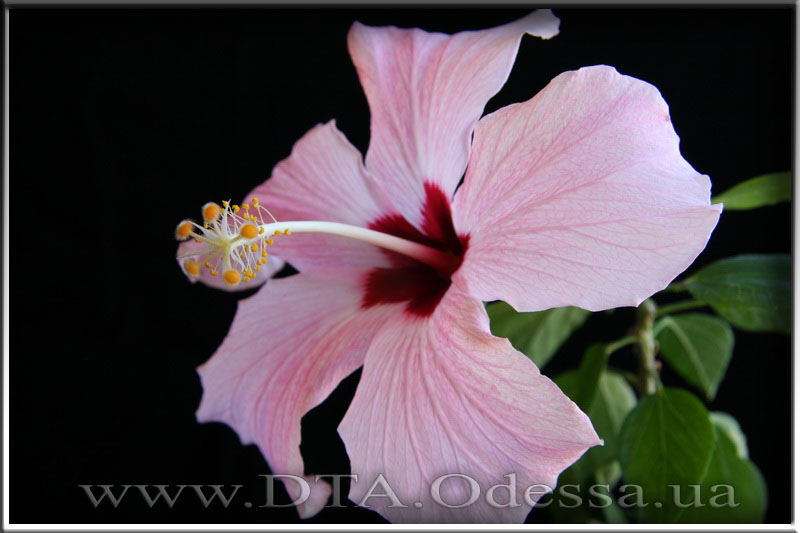 Hibiscus 'Unknown Hibrid'