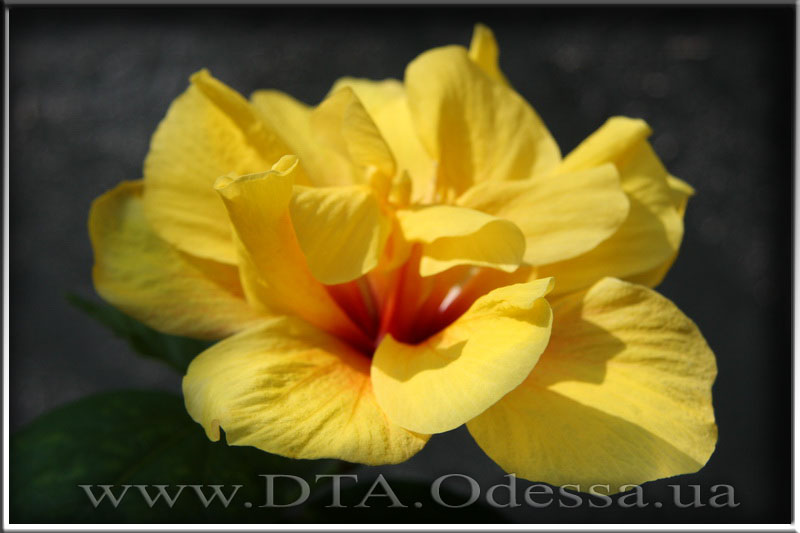 Hibiscus 'Koenig'