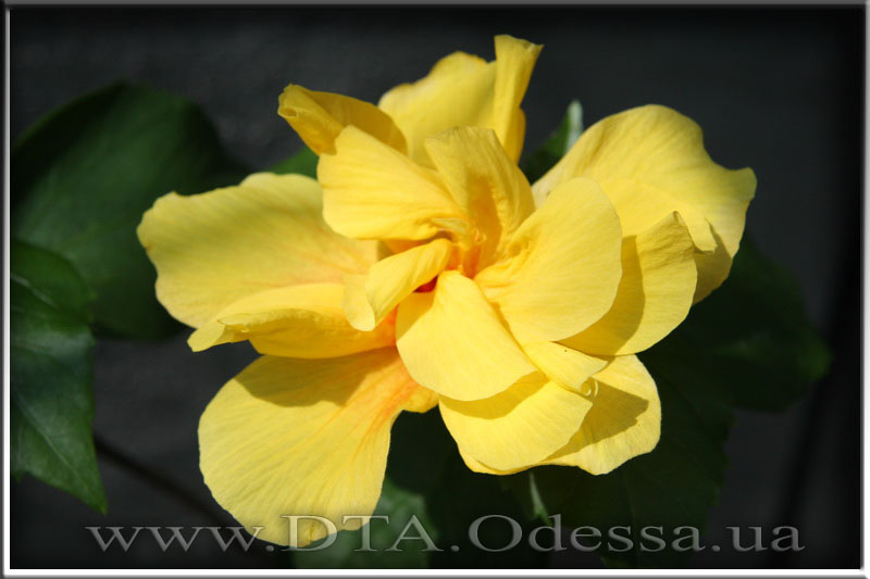 Hibiscus 'Koenig'