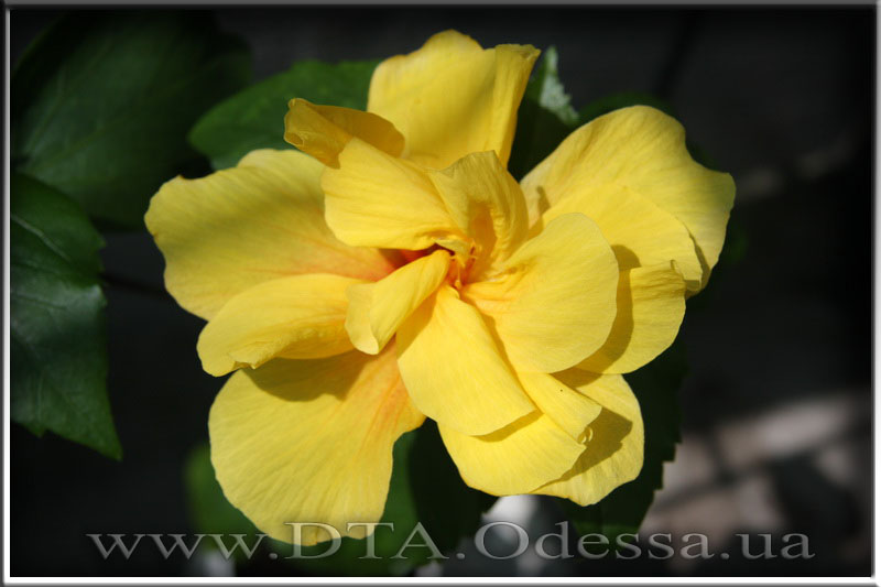 Hibiscus 'Koenig'