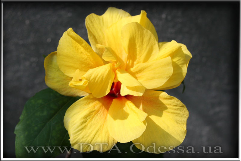 Hibiscus 'Koenig'