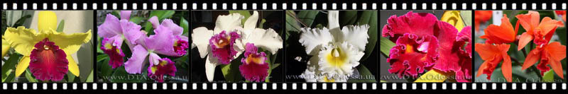 Cattleya