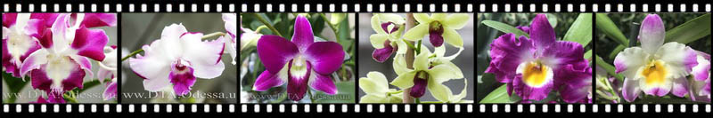 Dendrobium