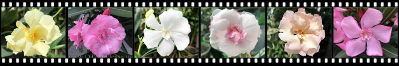Oleander