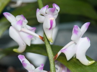 Aerides