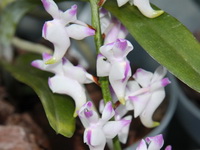 Aerides