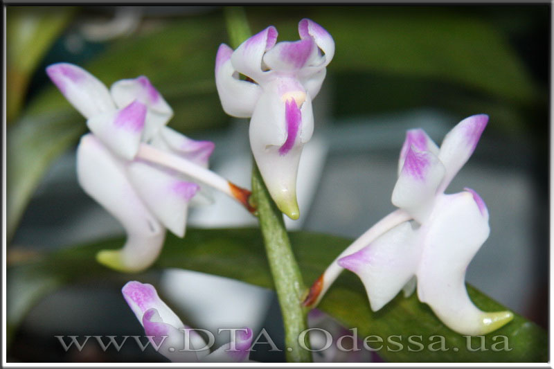 Aerides 'Odorata'